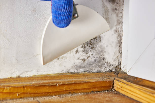 Best Mold Removal for HVAC Installations  in Wagoner, OK